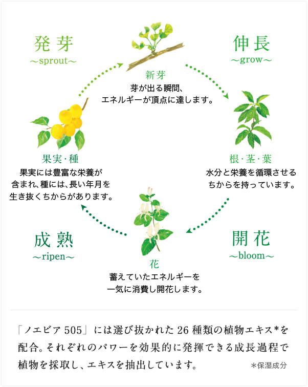 「ノエビア 505」には選び抜かれた26種類の植物エキスを配合。それぞれのパワーを効果的に発揮できる成長過程で植物を採取し、エキスを抽出しています。