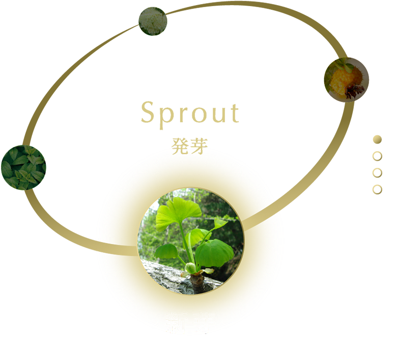 発芽