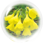 黄花報春